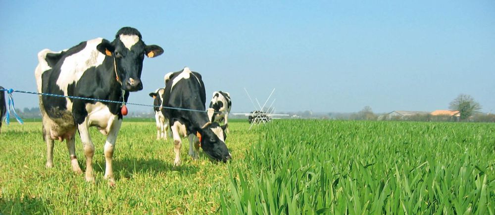 Les vaches manifestaient une forte motivation au pâturage. Elles ont consacré plus de 90 % de leur temps de présence dans la parcelle à pâturer© INRA-JEAN-CLAUDE EMILE Les vaches manifestaient une forte motivation au pâturage. Elles ont consacré plus de 90 % de leur temps de présence dans la parcelle à pâturer© INRA-JEAN-CLAUDE EMILE