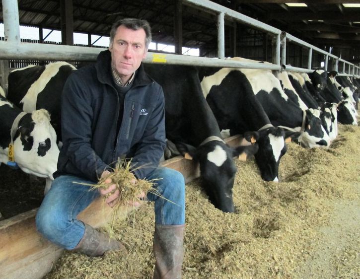 Le maïs-ensilage contient 34,2 % d'amidon. Pour le diluer, Philippe Marie ajoute 1 kg de MS de pulpes de betteraves surpressées et 1,5 kg de MS d'enrubannage de prairies naturelles.© C.H. Le maïs-ensilage contient 34,2 % d'amidon. Pour le diluer, Philippe Marie ajoute 1 kg de MS de pulpes de betteraves surpressées et 1,5 kg de MS d'enrubannage de prairies naturelles.© C.H.