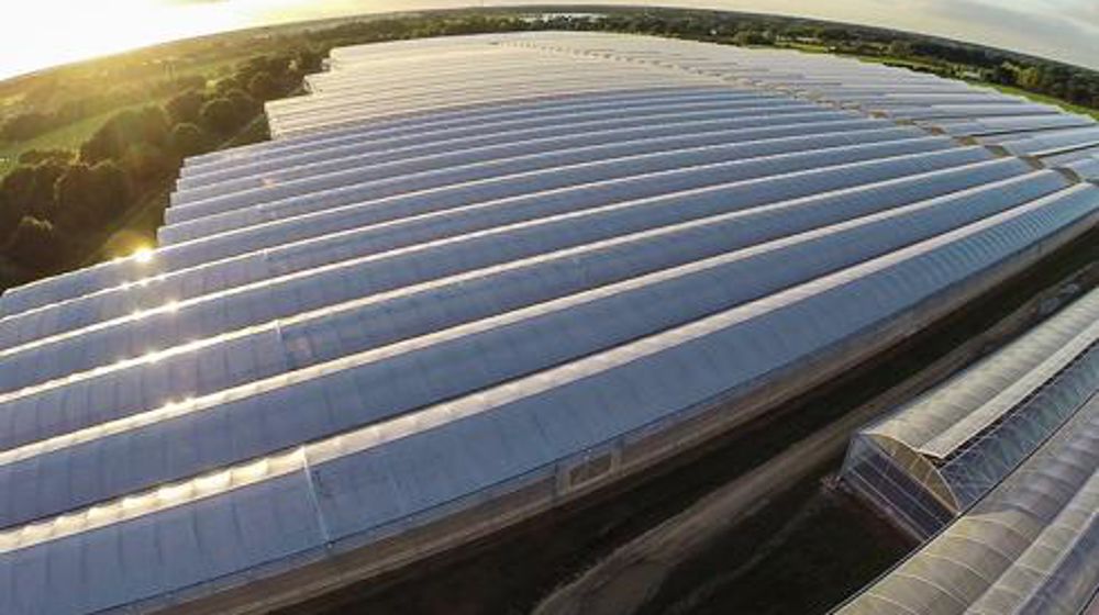La société anglaise Angflor Ltd, spécialisée dans la production de jeunes pousses de mâche et de salades, sur 28 ha de serres, est en mesure d'approvisionner le marché toute l'année. La société anglaise Angflor Ltd, spécialisée dans la production de jeunes pousses de mâche et de salades, sur 28 ha de serres, est en mesure d'approvisionner le marché toute l'année. La société anglaise Angflor Ltd, spécialisée dans la production de jeunes pousses de mâche et de salades, sur 28 ha de serres, est en mesure d'approvisionner le marché toute l'année. La société anglaise Angflor Ltd, spécialisée dans la production de jeunes pousses de mâche et de salades, sur 28 ha de serres, est en mesure d'approvisionner le marché toute l'année.