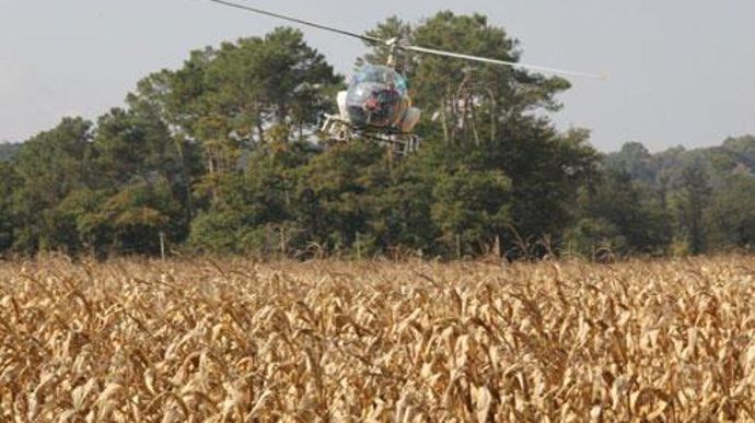 L'hélicoptère est guidé par GPS pour couvrir tout le champ, à bonne hauteur, juste avant la récolte. L'opération n'est pas forcément plus coûteuse qu'un semis classique. © Euralis L'hélicoptère est guidé par GPS pour couvrir tout le champ, à bonne hauteur, juste avant la récolte. L'opération n'est pas forcément plus coûteuse qu'un semis classique. © Euralis