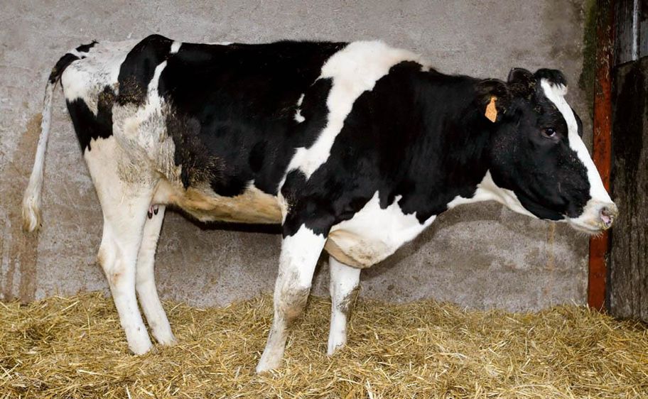Un superexcréteur est un animal au stade préclinique de la maladie qui provoque des diarrhées aiguës puis entraîne sa mort.© CLAUDIUS THIRIET Un superexcréteur est un animal au stade préclinique de la maladie qui provoque des diarrhées aiguës puis entraîne sa mort.© CLAUDIUS THIRIET