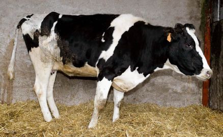 Un superexcréteur est un animal au stade préclinique de la maladie qui provoque des diarrhées aiguës puis entraîne sa mort.© CLAUDIUS THIRIET