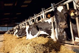 L'efficacité alimentaire ne permet pas de comparer la cohérence technico-économique de deux élevages. Elle n'explique que 35 % de la variabilité observée sur le coût alimentaire des éleveurs de la Haute-Marne.© SÉBASTIEN CHAMPION L'efficacité alimentaire ne permet pas de comparer la cohérence technico-économique de deux élevages. Elle n'explique que 35 % de la variabilité observée sur le coût alimentaire des éleveurs de la Haute-Marne.© SÉBASTIEN CHAMPION