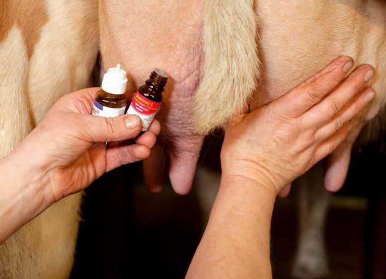 Les premières observations montrent que les huiles essentielles sont moins efficaces en intramammaire. Mieux vaut les utiliser en massage ou les appliquer sur l'épi du garrot.© CLAUDIUS THIRIET Les premières observations montrent que les huiles essentielles sont moins efficaces en intramammaire. Mieux vaut les utiliser en massage ou les appliquer sur l'épi du garrot.© CLAUDIUS THIRIET