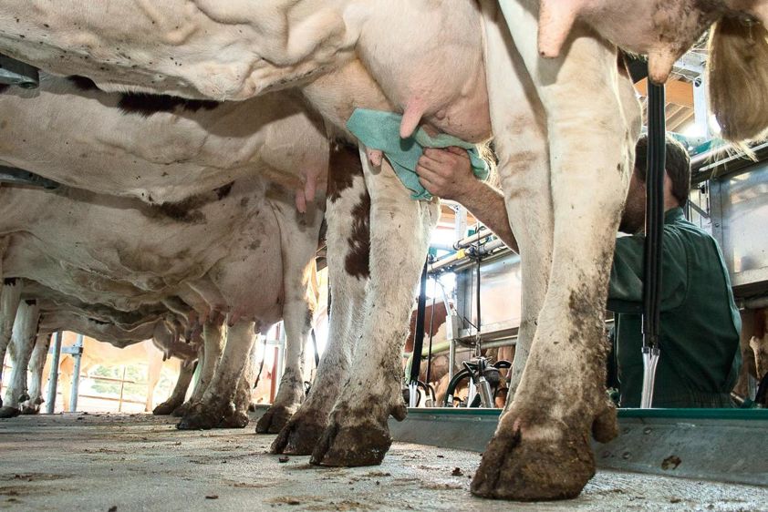 Les travaux de recherche menés ces dernières années ont permis d'identifier les réservoirs de flore microbienne utile : la peau des trayons et le matériel de traite.© SÉBASTIEN CHAMPION