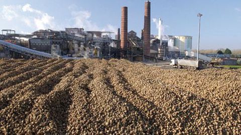 Chez Tereos, il manque 6 €/t de betterave par rapport aux 25 € attendus par les producteurs. Chez Saint Louis Sucre, les planteurs n'ont touché que 13,50 €/t hors pulpes et forfait à 0 %. © S. LEITENBERGER