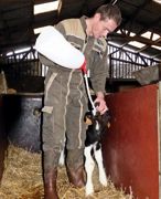 Le drenchage est le plus sûr moyen d'assurer l'apport minimal de 4 litres de colostrum.© JÉRÔME PEZON/GFA Le drenchage est le plus sûr moyen d'assurer l'apport minimal de 4 litres de colostrum.© JÉRÔME PEZON/GFA