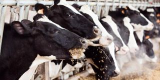 Avec des ingestions importantes de rations riches en concentrés, la perte d'efficacité pourrait atteindre 3 UFL/j par rapport à l'énergie brute ingérée.© CHRISTIAN WATIER Avec des ingestions importantes de rations riches en concentrés, la perte d'efficacité pourrait atteindre 3 UFL/j par rapport à l'énergie brute ingérée.© CHRISTIAN WATIER