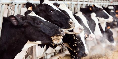 Avec des ingestions importantes de rations riches en concentrés, la perte d'efficacité pourrait atteindre 3 UFL/j par rapport à l'énergie brute ingérée.© CHRISTIAN WATIER Avec des ingestions importantes de rations riches en concentrés, la perte d'efficacité pourrait atteindre 3 UFL/j par rapport à l'énergie brute ingérée.© CHRISTIAN WATIER