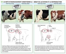 La montbéliarde est plus sensible au déficit en protéines solubles. À production équivalente, il faut lui apporter 300 g de correcteur azoté de plus qu'à la holstein.© THIERRY PASQUET La montbéliarde est plus sensible au déficit en protéines solubles. À production équivalente, il faut lui apporter 300 g de correcteur azoté de plus qu'à la holstein.© THIERRY PASQUET