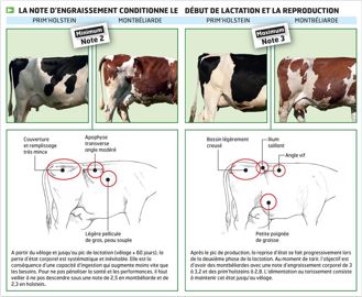 La montbéliarde est plus sensible au déficit en protéines solubles. À production équivalente, il faut lui apporter 300 g de correcteur azoté de plus qu'à la holstein.© THIERRY PASQUET La montbéliarde est plus sensible au déficit en protéines solubles. À production équivalente, il faut lui apporter 300 g de correcteur azoté de plus qu'à la holstein.© THIERRY PASQUET