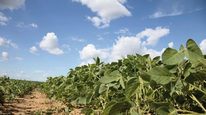 En Europe, hors France, environ 40 % des SIE seraient couvertes par des cultures fixatrices d'azote.S. CHAMPION