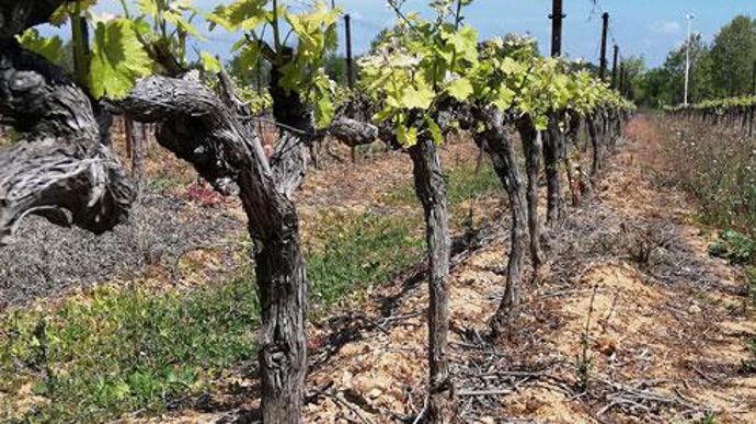 Les essais menées par le réseau de négociants Agrosud sont orientés sur le mildiou et l'oïdium en vigne. © AGROSUD
