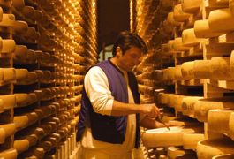 Remplacer le tourteau de soja par du colza améliorerait le profil nutritionnel des comtés en blanc . Reste à connaître l'incidence sur le goût et les arômes des fromages, un point crucial pour cette AOC. Les données sont en cours d'analyse. © JEAN-CHARLES SEXE Remplacer le tourteau de soja par du colza améliorerait le profil nutritionnel des comtés en blanc . Reste à connaître l'incidence sur le goût et les arômes des fromages, un point crucial pour cette AOC. Les données sont en cours d'analyse. © JEAN-CHARLES SEXE