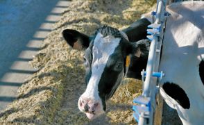 L'EXPLOITATION - Lait produit : 30 kg/vache/jour - TP : 32 g/kg - TB : 40 g/kg - Prix du lait : 285 €/1 000 kg sans prime qualité - 5,21 euros déduits du prix du lait pour un TP à 31 g/kg - Ration fourragère hivernale : maïs-ensilage à 70 €/t de MS © CLAUDIUS THIRIET L'EXPLOITATION - Lait produit : 30 kg/vache/jour - TP : 32 g/kg - TB : 40 g/kg - Prix du lait : 285 €/1 000 kg sans prime qualité - 5,21 euros déduits du prix du lait pour un TP à 31 g/kg - Ration fourragère hivernale : maïs-ensilage à 70 €/t de MS © CLAUDIUS THIRIET