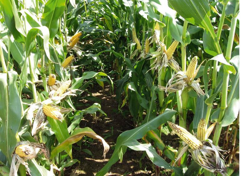 Exemple de deux dates de semis en Bretagne en 2011. À gauche, un semis du 14 avril et, à droite, un semis du 6 mai. Certes, le maïs semé plus tardivement apparaît plus haut en taille, mais la différence sur les épis est impressionnante. Au final, le semis du 14 avril affiche un rendement supérieur de 2 t de matière sèche par hectare.© CECAB Exemple de deux dates de semis en Bretagne en 2011. À gauche, un semis du 14 avril et, à droite, un semis du 6 mai. Certes, le maïs semé plus tardivement apparaît plus haut en taille, mais la différence sur les épis est impressionnante. Au final, le semis du 14 avril affiche un rendement supérieur de 2 t de matière sèche par hectare.© CECAB