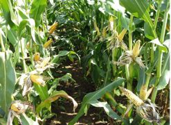 Exemple de deux dates de semis en Bretagne en 2011. À gauche, un semis du 14 avril et, à droite, un semis du 6 mai. Certes, le maïs semé plus tardivement apparaît plus haut en taille, mais la différence sur les épis est impressionnante. Au final, le semis du 14 avril affiche un rendement supérieur de 2 t de matière sèche par hectare.© CECAB Exemple de deux dates de semis en Bretagne en 2011. À gauche, un semis du 14 avril et, à droite, un semis du 6 mai. Certes, le maïs semé plus tardivement apparaît plus haut en taille, mais la différence sur les épis est impressionnante. Au final, le semis du 14 avril affiche un rendement supérieur de 2 t de matière sèche par hectare.© CECAB