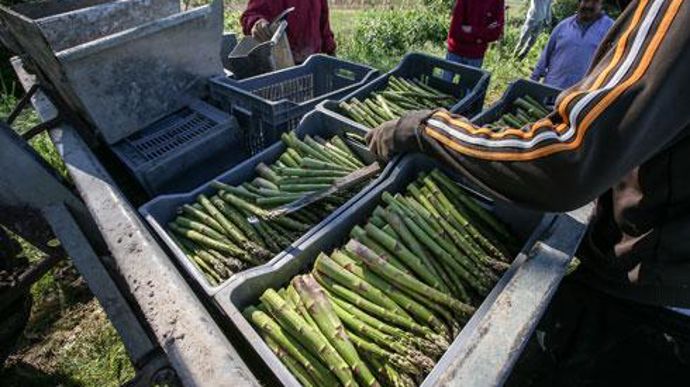 Arterris cherche des producteurs pour doubler sa production d'asperges blanches et vertes d'ici cinq ans et saturer sa station de conditionnement de Bram (Aude). © ARTERRIS