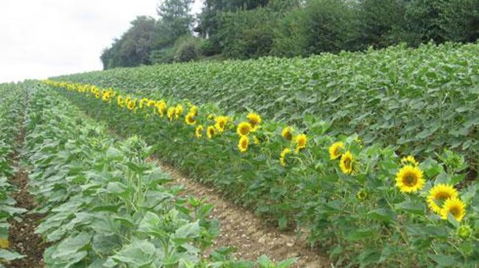 La taille de l'union Top semence permet une grande plage de précocité pour la production de semences. © LA DAUPHINOISE