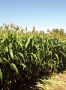 Maîtriser les facteurs de verse sera indispensable au développement de cette plante pauvre en lignine.© DR Maîtriser les facteurs de verse sera indispensable au développement de cette plante pauvre en lignine.© DR