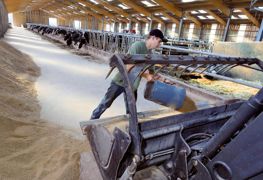 Le type de complément azoté et sa valorisation par l'animal sont un enjeu économique majeur.© CLAUDIUS THIRIET Le type de complément azoté et sa valorisation par l'animal sont un enjeu économique majeur.© CLAUDIUS THIRIET