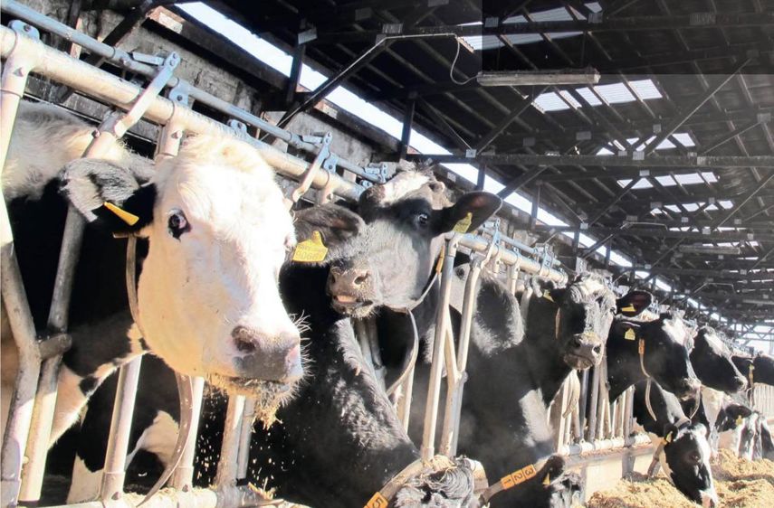 Une alimentation plus adaptée est le point fort de cette stratégie, le suivi de la reproduction aussi.