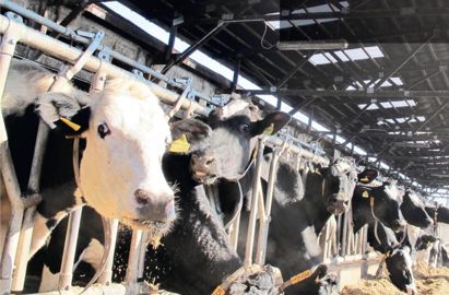 Une alimentation plus adaptée est le point fort de cette stratégie, le suivi de la reproduction aussi. Une alimentation plus adaptée est le point fort de cette stratégie, le suivi de la reproduction aussi.