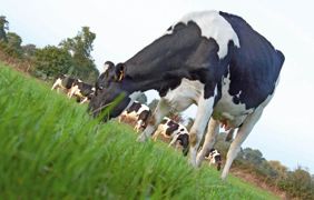 Certaines moisissures confèrent une résistance aux agressions climatiques aux plantes avec lesquelles elles vivent en symbiose. Cette propriété est travaillée par les sélectionneurs de semences fourragères. Le souci est que certains de ces champignons produisent parfois des mycotoxines néfastes aux ruminants© SÉBASTIEN CHAMPION Certaines moisissures confèrent une résistance aux agressions climatiques aux plantes avec lesquelles elles vivent en symbiose. Cette propriété est travaillée par les sélectionneurs de semences fourragères. Le souci est que certains de ces champignons produisent parfois des mycotoxines néfastes aux ruminants© SÉBASTIEN CHAMPION