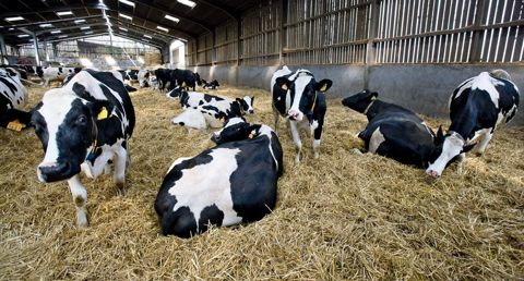 Cet hiver, le thermomètre de litière sera un outil de prévention indispensable pour réduire les risques de contamination de la mamelle.©  CLAUDIUS  THIRIET 