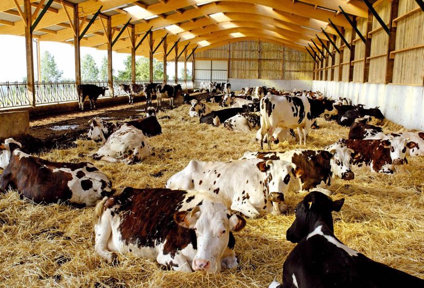 Loger les animaux dans de bonnes conditions préserve leur immunité et limite le risque de voir apparaître des pathologies. © GONZAGUE DEFOIS Loger les animaux dans de bonnes conditions préserve leur immunité et limite le risque de voir apparaître des pathologies. © GONZAGUE DEFOIS