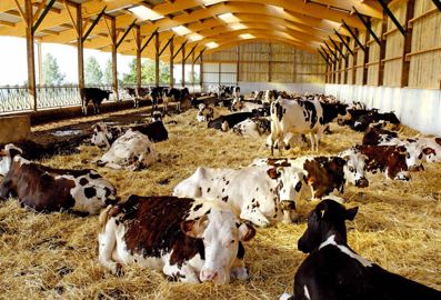 Loger les animaux dans de bonnes conditions préserve leur immunité et limite le risque de voir apparaître des pathologies. © GONZAGUE DEFOIS