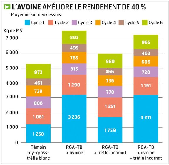 L'avoine couvre rapidement le sol et empêche le développement des adventices.