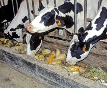 Pour respecter les transitions alimentaires, on conseille d'introduire 1 kg de betteraves fourragères par semaine dans la ration sans dépasser 3 à 4 kg/VL/j.© CHRISTIAN WATIER Pour respecter les transitions alimentaires, on conseille d'introduire 1 kg de betteraves fourragères par semaine dans la ration sans dépasser 3 à 4 kg/VL/j.© CHRISTIAN WATIER