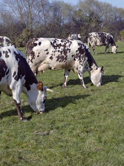 En février et mars, le couvert végétal est feuillu. Il fournit une herbe de qualité aux laitières.©CHRISTIAN WATIER En février et mars, le couvert végétal est feuillu. Il fournit une herbe de qualité aux laitières.©CHRISTIAN WATIER