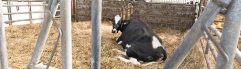 Hypocalcémie subclinique. Elle est associée à un recul de l’immunité et des contractions musculaires à l’origine de vêlage difficiles, de métrites, d’infertilité et de baisse de l’ingestion.