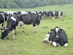 Il faut trouver le bon compromis entre la hauteur d'herbe en sortie de paddock, le chargement animal et la production laitière.© C.H. Il faut trouver le bon compromis entre la hauteur d'herbe en sortie de paddock, le chargement animal et la production laitière.© C.H.