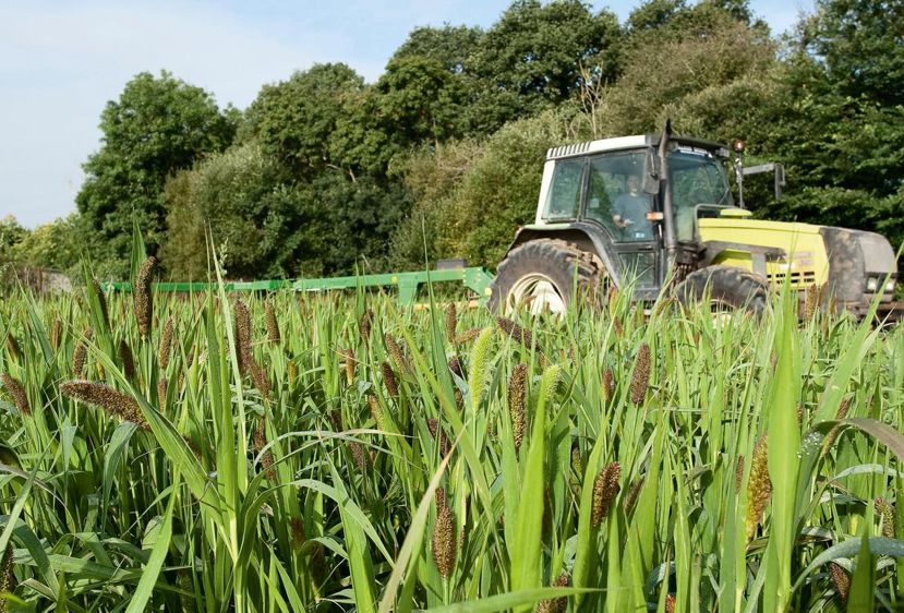 Parce qu'il est compliqué de changer le pick-up des ensileuses en pleine période de récolte du maïs, les dérobées sont généralement enrubannées. Il faut alors prévoir une couche de film plastique supplémentaire.© SÉBASTIEN CHAMPION