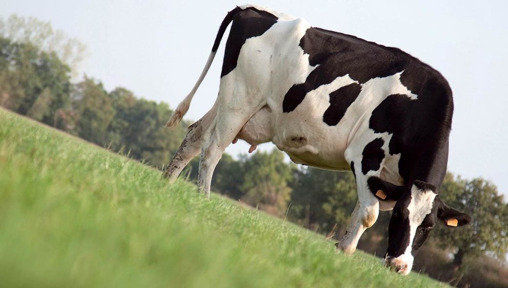 Les vaches consacrent plus ou moins de temps à pâturer selon la durée d'accès à la prairie qui leur est proposée et la quantité de maïs-ensilage distribuée.© SÉBASTIEN CHAMPION Les vaches consacrent plus ou moins de temps à pâturer selon la durée d'accès à la prairie qui leur est proposée et la quantité de maïs-ensilage distribuée.© SÉBASTIEN CHAMPION