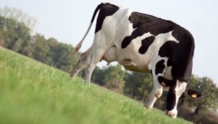 Les vaches consacrent plus ou moins de temps à pâturer selon la durée d'accès à la prairie qui leur est proposée et la quantité de maïs-ensilage distribuée.© SÉBASTIEN CHAMPION Les vaches consacrent plus ou moins de temps à pâturer selon la durée d'accès à la prairie qui leur est proposée et la quantité de maïs-ensilage distribuée.© SÉBASTIEN CHAMPION