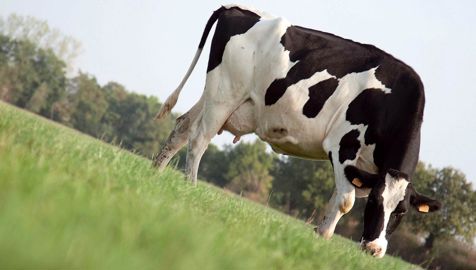 Les vaches consacrent plus ou moins de temps à pâturer selon la durée d'accès à la prairie qui leur est proposée et la quantité de maïs-ensilage distribuée.© SÉBASTIEN CHAMPION