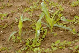 La nouvelle tricétone de Auxo (Bayer Cropscience) montre une efficacité accrue sur les deux dicotylédones difficiles que sont la renouée liseron et la renouée des oiseaux. Elle sera associée en post-levée à un nicosulfuron dont il existe de nombreuses spécialités commerciales.© PASC AL CR APON/GFA La nouvelle tricétone de Auxo (Bayer Cropscience) montre une efficacité accrue sur les deux dicotylédones difficiles que sont la renouée liseron et la renouée des oiseaux. Elle sera associée en post-levée à un nicosulfuron dont il existe de nombreuses spécialités commerciales.© PASC AL CR APON/GFA