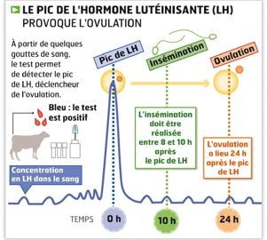 « Le bon créneau se situe entre huit et dix heures après un test positif », explique Marie-Christine Maurel, de ReproPharm.