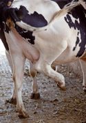 Les primipares, outre le fait qu'elles ont un appareil suspenseur déficient, subissent les conséquences de ces transitions entre sols mous et sols durs avec une forte augmentation des déplacements. Elles sont donc plus exposées que les adultes au risque de fourbure.© WATIER-VISUEL Les primipares, outre le fait qu'elles ont un appareil suspenseur déficient, subissent les conséquences de ces transitions entre sols mous et sols durs avec une forte augmentation des déplacements. Elles sont donc plus exposées que les adultes au risque de fourbure.© WATIER-VISUEL