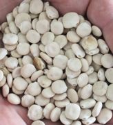 Les essais dans le Calvados durant dix ans montrent une MAT moyenne de 28 à 29 %/kg brut du lupin blanc de printemps et de 31 à 33 % pour le lupin blanc d'hiver. Les tables Inra 2007 indiquent 34 %. Les essais dans le Calvados durant dix ans montrent une MAT moyenne de 28 à 29 %/kg brut du lupin blanc de printemps et de 31 à 33 % pour le lupin blanc d'hiver. Les tables Inra 2007 indiquent 34 %.