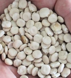 Les essais dans le Calvados durant dix ans montrent une MAT moyenne de 28 à 29 %/kg brut du lupin blanc de printemps et de 31 à 33 % pour le lupin blanc d'hiver. Les tables Inra 2007 indiquent 34 %. Les essais dans le Calvados durant dix ans montrent une MAT moyenne de 28 à 29 %/kg brut du lupin blanc de printemps et de 31 à 33 % pour le lupin blanc d'hiver. Les tables Inra 2007 indiquent 34 %.