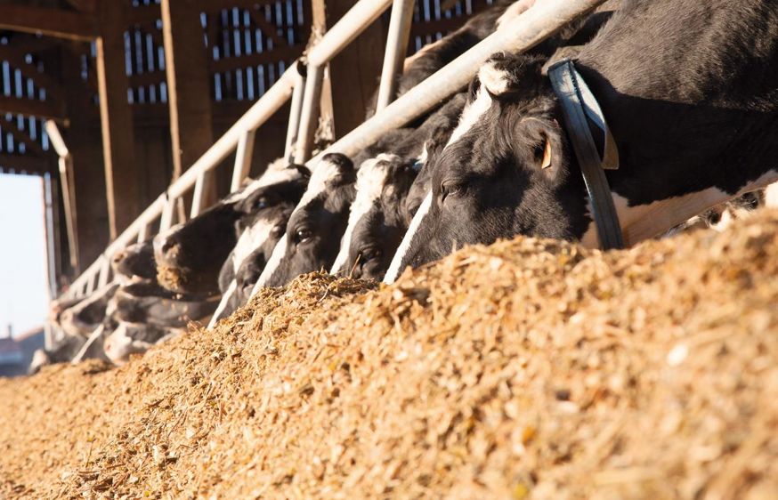 Après le tarissement, l'alimentation du début de lactation est un autre levier de prévention avec une ration suffisamment riche en énergie, un rapport PDIE/UFL maîtrisé et en privilégiant les précurseurs du C3 : ensilage de maïs et concentré d'amidon. Attention alors au risque acidose.© SÉBASTIEN CHAMPION Après le tarissement, l'alimentation du début de lactation est un autre levier de prévention avec une ration suffisamment riche en énergie, un rapport PDIE/UFL maîtrisé et en privilégiant les précurseurs du C3 : ensilage de maïs et concentré d'amidon. Attention alors au risque acidose.© SÉBASTIEN CHAMPION