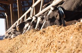 Après le tarissement, l'alimentation du début de lactation est un autre levier de prévention avec une ration suffisamment riche en énergie, un rapport PDIE/UFL maîtrisé et en privilégiant les précurseurs du C3 : ensilage de maïs et concentré d'amidon. Attention alors au risque acidose.© SÉBASTIEN CHAMPION Après le tarissement, l'alimentation du début de lactation est un autre levier de prévention avec une ration suffisamment riche en énergie, un rapport PDIE/UFL maîtrisé et en privilégiant les précurseurs du C3 : ensilage de maïs et concentré d'amidon. Attention alors au risque acidose.© SÉBASTIEN CHAMPION