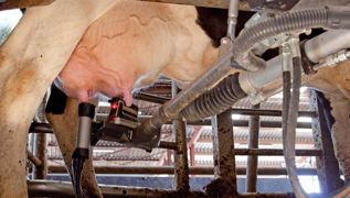 Au-delà des alertes fournies par le système informatique, l'éleveur ne doit pas hésiter à vérifier par lui-même si la vache souffre d'une mammite. De même, il doit s'astreindre à contrôler régulièrement l'état des trayons.© SÉBASTIEN CHAMPION Au-delà des alertes fournies par le système informatique, l'éleveur ne doit pas hésiter à vérifier par lui-même si la vache souffre d'une mammite. De même, il doit s'astreindre à contrôler régulièrement l'état des trayons.© SÉBASTIEN CHAMPION