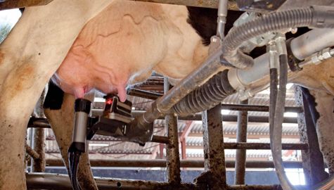 Au-delà des alertes fournies par le système informatique, l'éleveur ne doit pas hésiter à vérifier par lui-même si la vache souffre d'une mammite. De même, il doit s'astreindre à contrôler régulièrement l'état des trayons.© SÉBASTIEN CHAMPION Au-delà des alertes fournies par le système informatique, l'éleveur ne doit pas hésiter à vérifier par lui-même si la vache souffre d'une mammite. De même, il doit s'astreindre à contrôler régulièrement l'état des trayons.© SÉBASTIEN CHAMPION