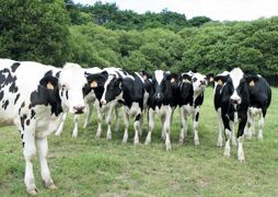 Souvent parent pauvre de l'élevage laitier, l'élevage des génisses peut être délégué à des éleveurs spécialisés, susceptibles d'obtenir de meilleures performances, notamment en matière d'âge au vêlage.© P.L.C. Souvent parent pauvre de l'élevage laitier, l'élevage des génisses peut être délégué à des éleveurs spécialisés, susceptibles d'obtenir de meilleures performances, notamment en matière d'âge au vêlage.© P.L.C.